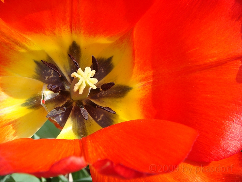 65 Nancy's Garden [2009 May 10].JPG - Nancy's Garden.